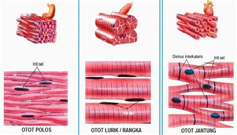 Gambar Otot Polos Dan Contohnya – serat