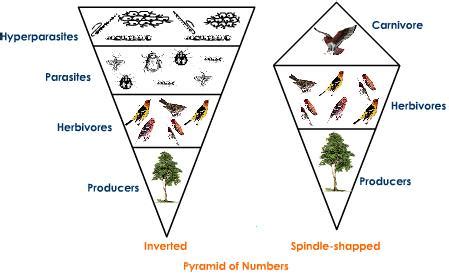 Ecological Pyramid Of Numbers