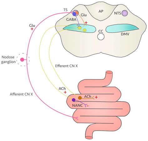 NeuroSci | Free Full-Text | Fluoroquinolones-Associated Disability: It Is Not All in Your Head