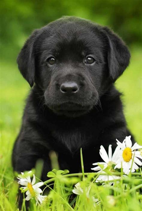 Black Lab - A Complete Guide to the Black Labrador Retriever | Black ...