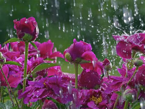 Roses in the rain wallpapers and images - wallpapers, pictures, photos