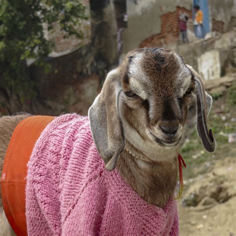 7 Impossibly Cute Pictures Of Goats In Sweaters : Goats and Soda : NPR