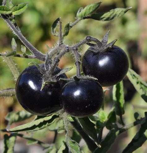 The Antioxidant Purple Tomato