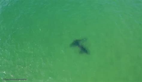 Unprecedented footage of a suspected white shark mating scene