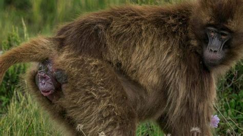 Mother Monkey giving birth when climb on tree - YouTube