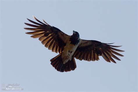 Hooded Crow Photos, Hooded Crow Images, Nature Wildlife Pictures ...