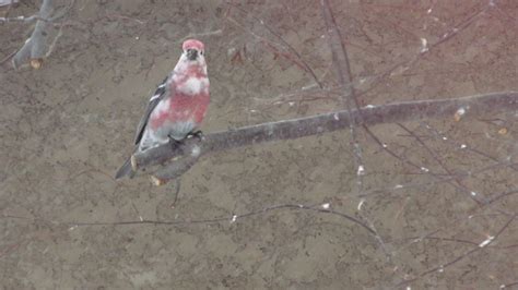 Pine Grosbeak - FeederWatch