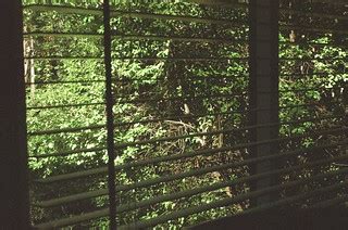 Window blinds | Camera used: Zenit B Lens used: Helios 44-2 … | Flickr