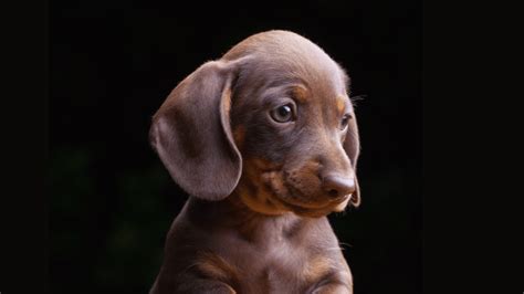 Teacup Dachshund: Everything You Need to Know About These Pint-sized ...