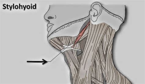 Stylohyoid muscle - PT Master Guide