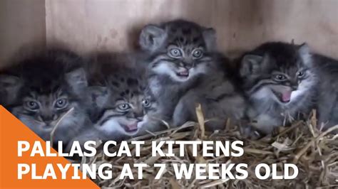 cute cats for sale Pallas Cat Kittens Playing At 7 weeks old - giftboxtv