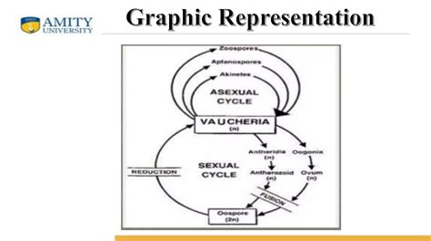 life cycle of vaucheria | PPT