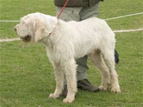 Spinone Italiano Information and Facts - Dog Breeds