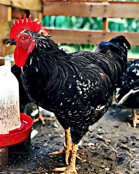 Java Chicken: Eggs, Temperament, Size and Raising Tips