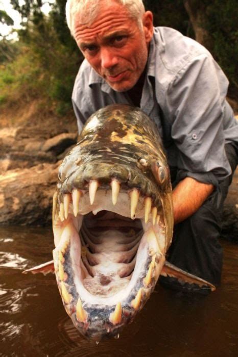 Smile for the camera! The Tigerfish, a decedent of the Piranha in Africa is known for its ...