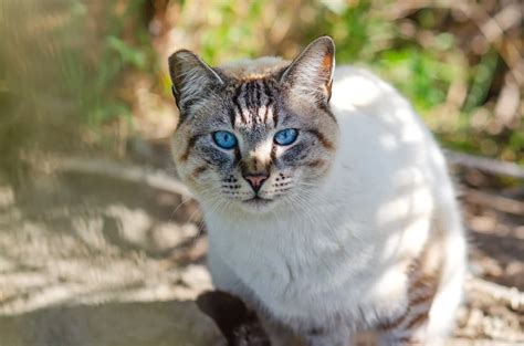 Ojos Azules Cat Breed: Info, Pictures, Temperament & More - Catster