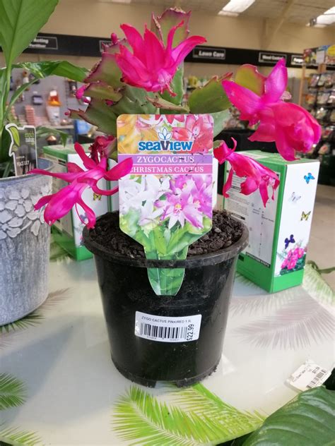 Zygo Cactus Pink - Springvale Garden Centre