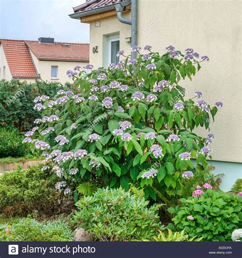 Hydrangea Aspera High Resolution Stock Photography and Images - Alamy