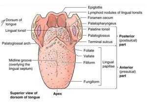 Tongue function, anatomy & structure, Types of lingual papillae & Types of cells in taste bud ...