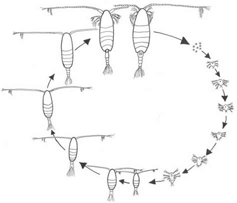 Copepod Life Stages – Copepods.com Canada