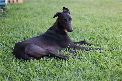 Greyhound training for pet greyhounds — Fellowship of the Paws