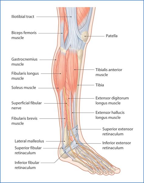 Anterolateral Leg | Basicmedical Key