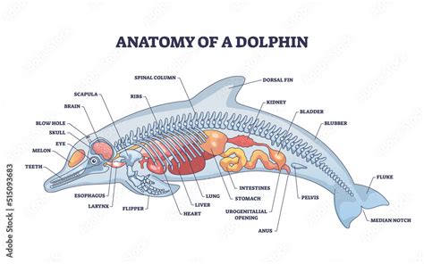 Obraz Anatomy of dolphin as animal inner physiological structure outline diagram. Labeled ...