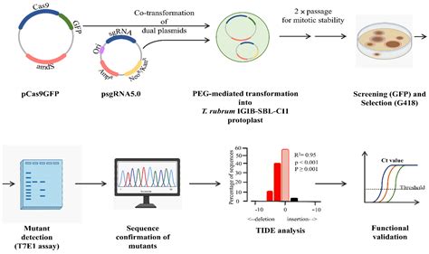 JoF | Free Full-Text | A Dual-Plasmid-Based CRISPR/Cas9-Mediated Strategy Enables Targeted ...