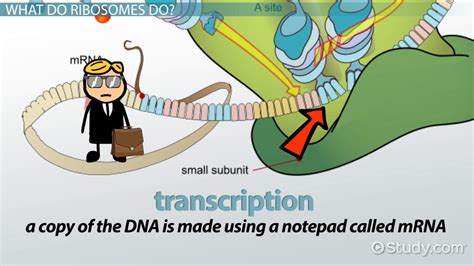 Ribosomes Lesson for Kids: Definition & Function - Video & Lesson Transcript | Study.com