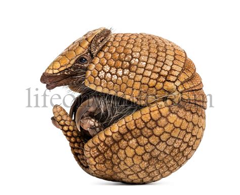 Life on White | Brazilian three-banded armadillo rolling, Tolypeutes tricinctus - 4 years old