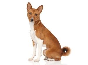 Basenji: The Yodeling Curly-Tailed Sighthound – Wag Pet Boutique