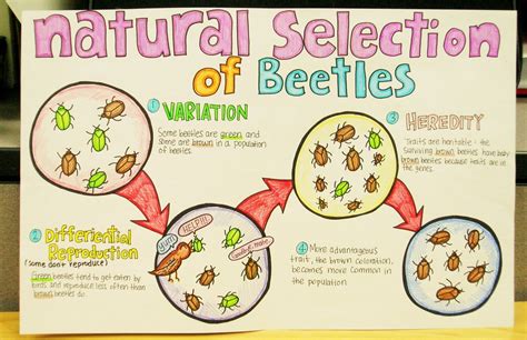 Natural Selection of Beetles | This amazing poster was creat… | Flickr