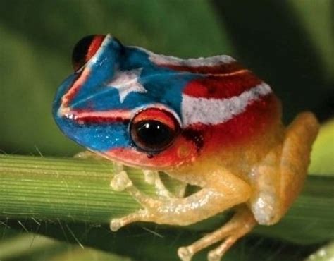 17 best coqui tsttoes images on Pinterest | Puerto rico tattoo, Puerto rican flag and Puerto rico