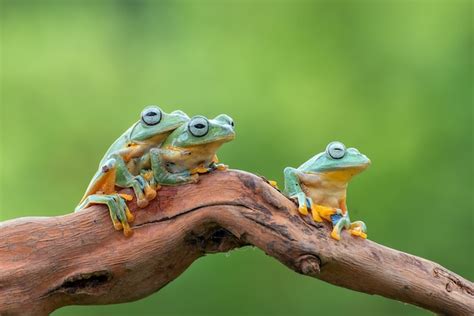 Premium Photo | Javan flying tree frog on tree branch