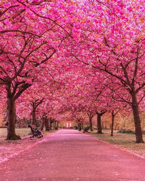 Twitter||K.TH x Reader | Beautiful landscape wallpaper, Cherry trees garden, Beautiful nature