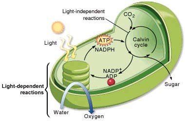 An Illustration of the Calvin Cycle. The primary contributor to CO2... | Download Scientific Diagram