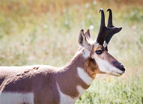 Free photo: Pronghorn Antelope - Animal, Antelope, Jungle - Free Download - Jooinn