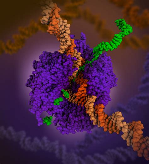 PDB-101: Learn: Flyers, Posters, & Calendars: Posters: Award-winning RNA Polymerase Illustration