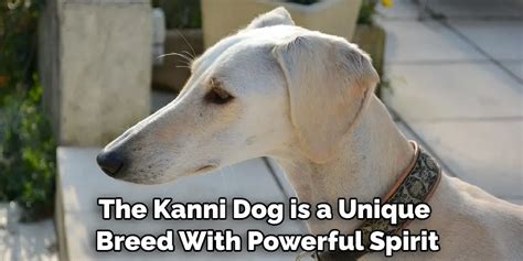 Kanni Spiritual Meaning, Symbolism and Totem | Detailed Guide