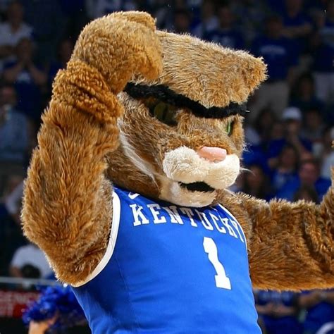 10 New Kentucky Wildcats Mascot Pictures FULL HD 1920×1080 For PC ...