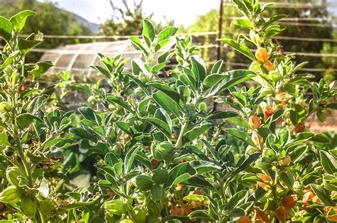 Urban Gardeners Ashwagandha/Withania Somnifera/Indian Ginseng/Poision Gooseberry/Winter Cherry ...