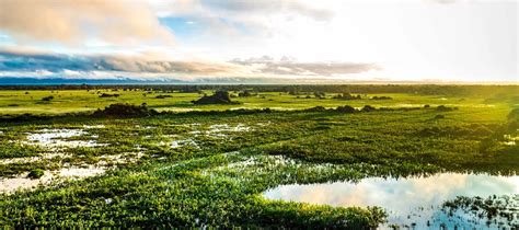 Pantanal Tours | Visit the Pantanal in Brazil on Tailor-Made Trips