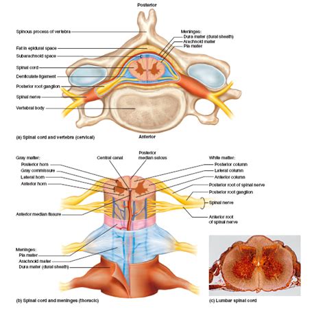 30 Label The Spinal Cord Meninges And Spaces. - Labels Design Ideas 2020