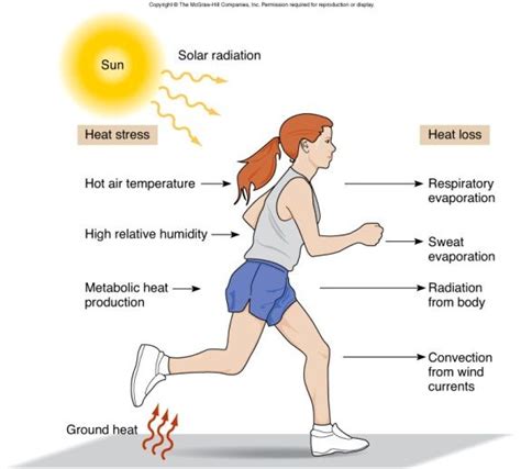 Homeostasis Easy Definition at Jacqueline Vanhorn blog