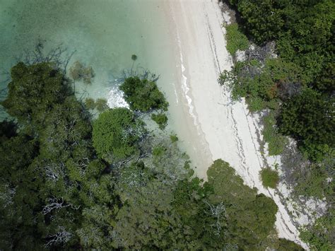 Mangrove conservation - How can drones help?