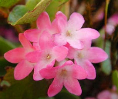 Massachusetts State Flower - Tailing Arbutus | leg tattoo | Pinterest ...