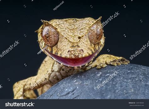 100 Uroplatus phantasticus Images, Stock Photos & Vectors | Shutterstock