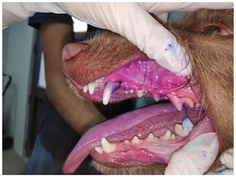 Periodontal Disease In Dogs