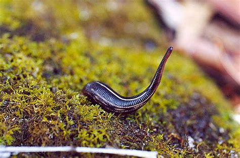 Leeches: How To Remove, Avoid, and Appreciate Them - We Are Explorers