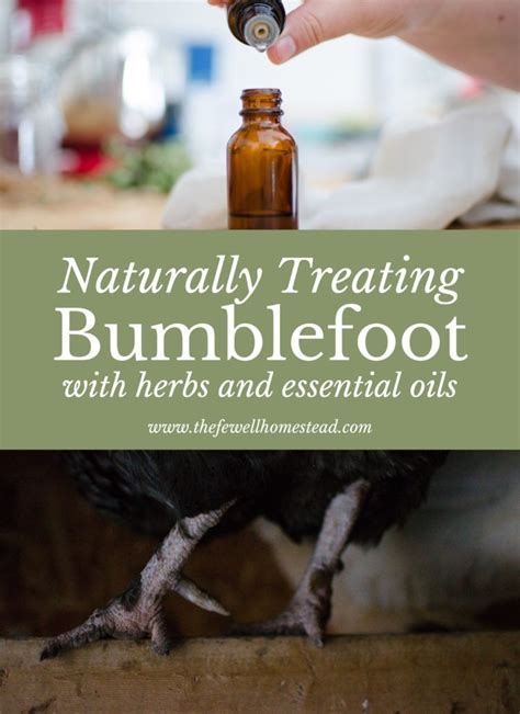 Naturally Treating Bumblefoot with Herbs and Essential oils is absolutely attainable! Here's how ...